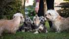 Dandie Dinmont teriér, dospělí a štěňata. Foto: Shutterstock