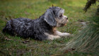 Dandie Dinmont teriér, štěně. Foto: Shutterstock