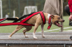 Americký pitbulteriér při weight-pullingu, foto: Shutterstock