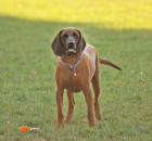 Hannoverský barvář, foto: Shutterstock