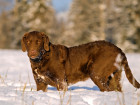 Chesapeake Bay retrívr, foto: Shutterstock