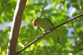 Agapornis etiopský