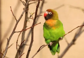 Agapornis hnědohlavý