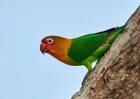 Agapornis růžohlavý