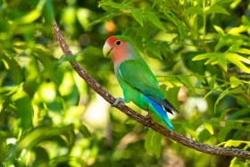 Agapornis růžohrdlý