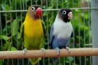 Agapornis škraboškový