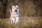 Akita inu