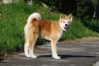 Akita inu