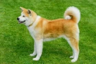 Akita inu