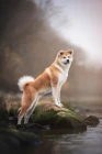 Akita inu