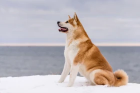 Akita inu