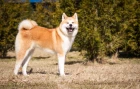 Akita inu