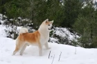 Akita inu