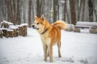 Akita inu