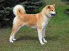 Akita inu