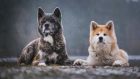 Akita inu