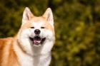 Akita inu