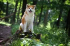 Akita inu