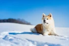 Akita inu