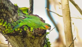 Alexandr dlouhoocasý