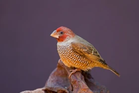 Amadina červenohlavá