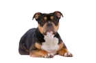 American Bully