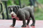 American Bully