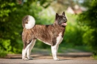 Americká akita