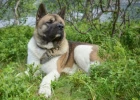 Americká akita