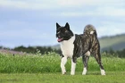 Americká akita