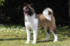 Americká akita