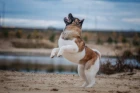 Americká akita