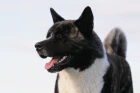 Americká akita