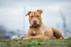 Americký pitbulteriér