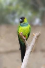 Aratinga nandej