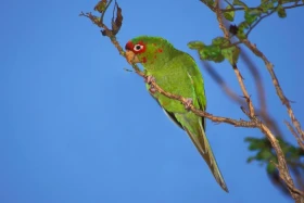 Aratinga škraboškový