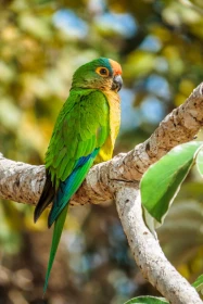 Aratinga zlatočelý