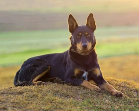Australská kelpie