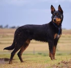 Australská kelpie