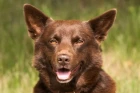 Australská kelpie