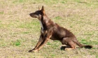 Australská kelpie
