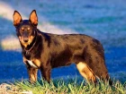 Australská kelpie
