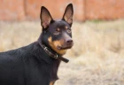 Australská kelpie