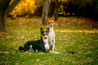 Basenji