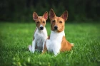 Basenji