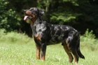 Beauceron