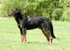 Beauceron