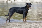 Beauceron