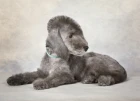 Bedlington teriér