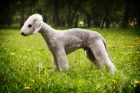 Bedlington teriér